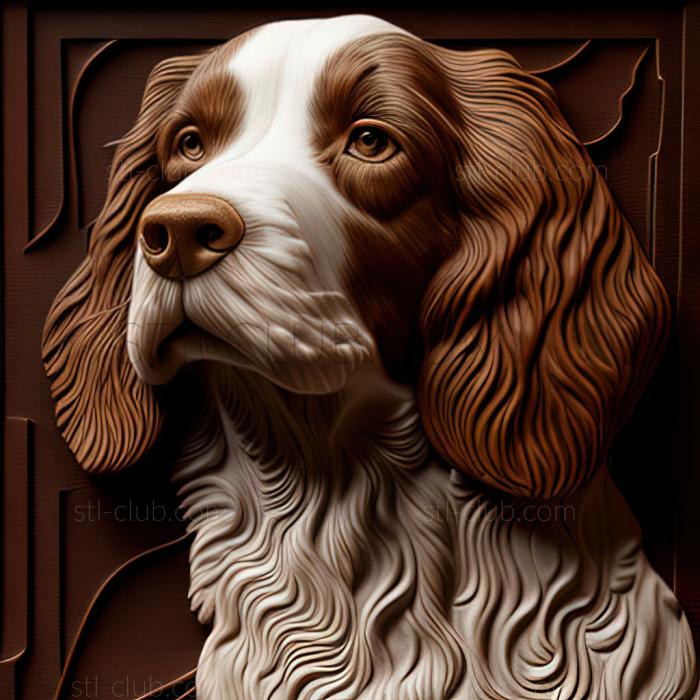 st Welsh Springer Spaniel dog